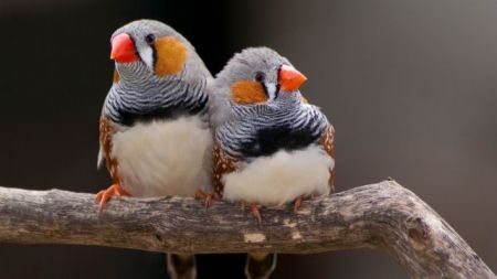 Ερωτας με το πρώτο… τιτίβισμα