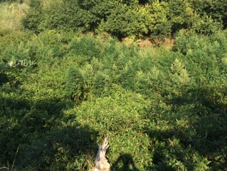 Ξάνθη: Χιλιάδες δενδρύλλια χασίς έξω από εγκαταλελειμμένο κτήριο