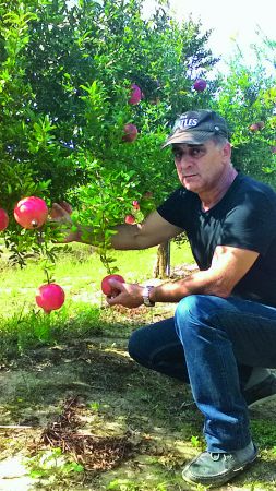 Συνδαιτυμόνας: Το ρόδι πίσω από τη ροδιά