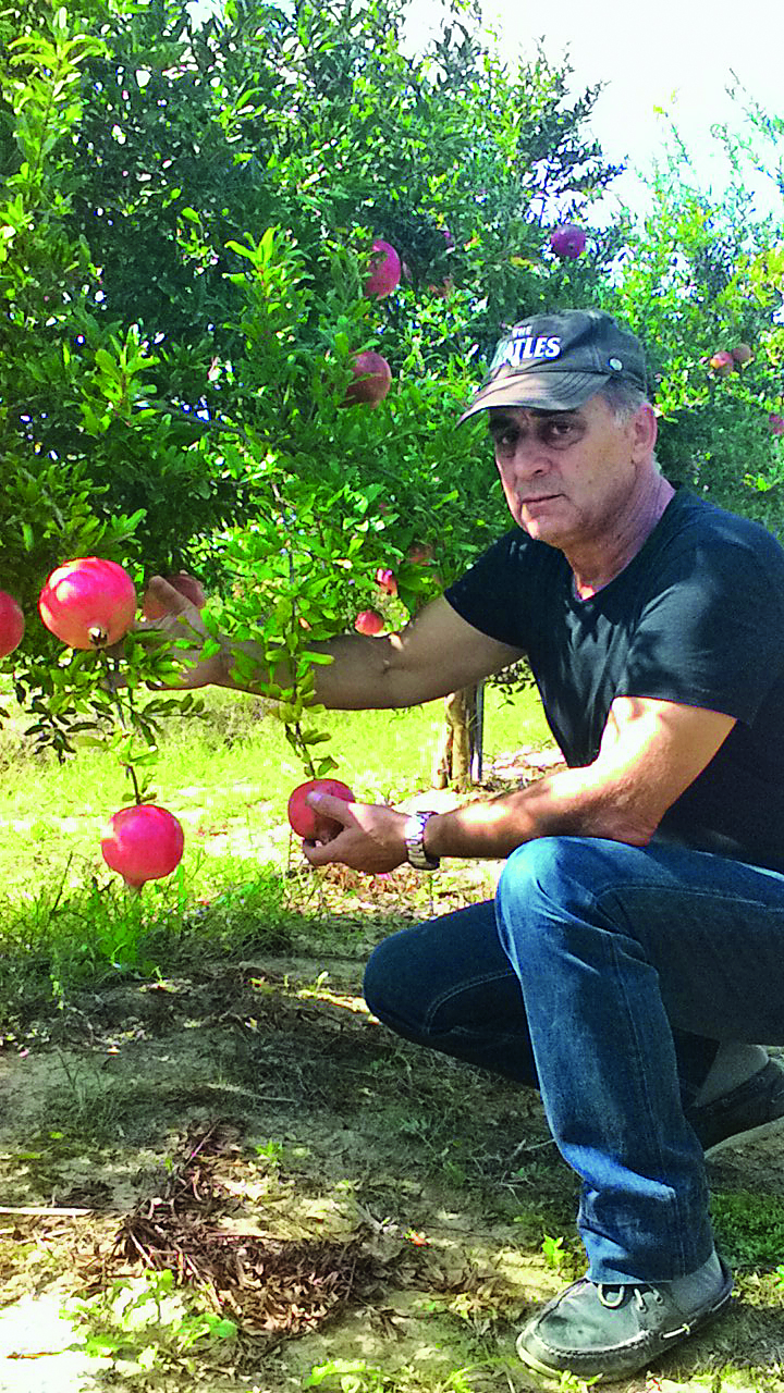 Συνδαιτυμόνας: Το ρόδι πίσω από τη ροδιά