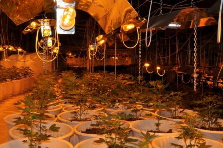 Σπέρνουν στην Ελλάδα τις χασισοφυτείες του Λαζαράτι