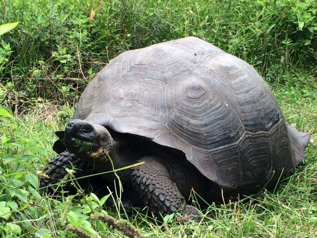 Νέο είδος γιγάντιας χελώνας αναγνωρίστηκε στα Γκαλάπαγκος