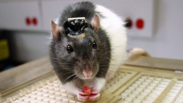 Εμφύτευμα χαρίζει σε ποντίκια υπερφυσική όραση