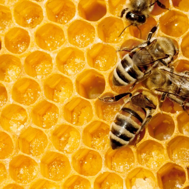 80 ευρωπαϊκοί οργανισμοί και ΜΚΟ ζητούν την προστασία της μέλισσας
