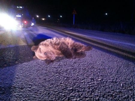 Αρκουδάκι σκοτώθηκε σε τροχαίο την περασμένη Τρίτη