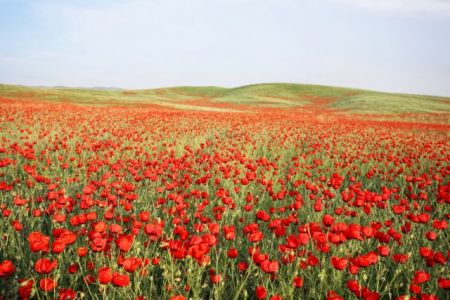 Ταξίδι στη χώρα των φυτών