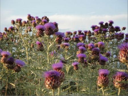 Olympus Pellet: Βιοκαύσιμα από αγριαγκινάρα παράγουν τέσσερις νέοι επιστήμονες