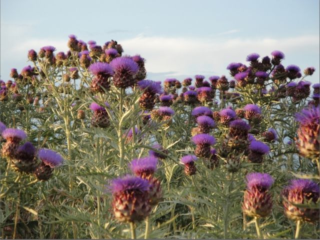 Olympus Pellet: Βιοκαύσιμα από αγριαγκινάρα παράγουν τέσσερις νέοι επιστήμονες