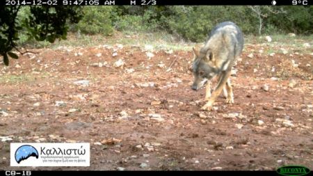 Oι λύκοι «επιστρέφουν» στην Πάρνηθα μετά από 50 χρόνια