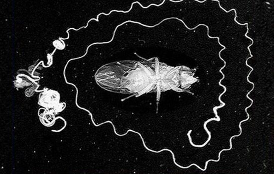 Γιγάντιο σπερματοζωάριο είναι μεγαλύτερο από τον κάτοχό του