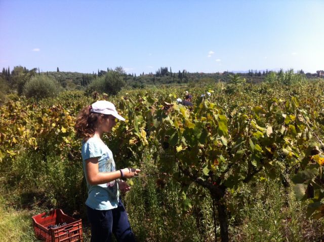 Πολλαπλά χτυπήματα από τον φόρο στο κρασί