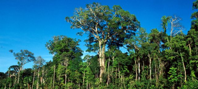 Σε κίνδυνο εξαφάνισης τα μισά είδη δέντρων στον Αμαζόνιο