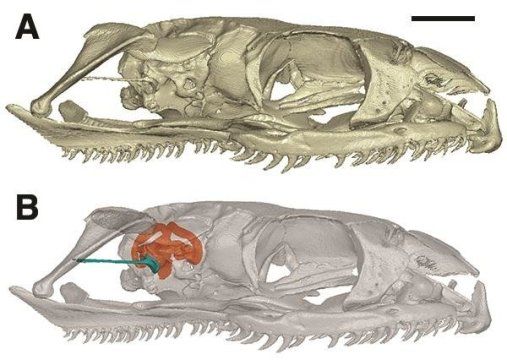 Γιατί τα φίδια έχασαν τα πόδια τους