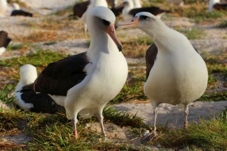 Το γηραιότερο άγριο πτηνό θα γίνει ξανά μητέρα