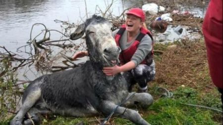 Ιρλανδία: Γάιδαρος ποζάρει… χαμογελαστός μετά τη διάσωσή του