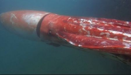 Γιγάντιο καλαμάρι αναδύεται σε λιμάνι της Ιαπωνίας (βίντεο)