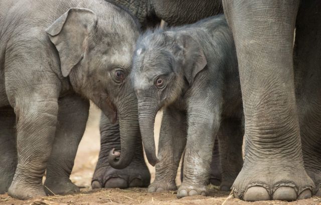 Άδεια μητρότητας για ελέφαντες για να μην εξαφανιστεί το είδος