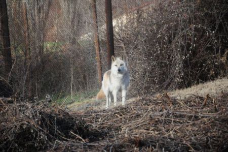 Τρεις νέοι λύκοι στο Καταφύγιο του Αρκτούρου