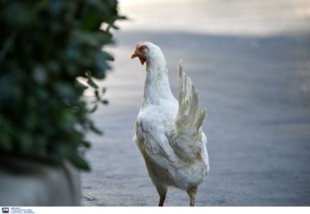 Το αβγό, η κότα και οι… έρευνες