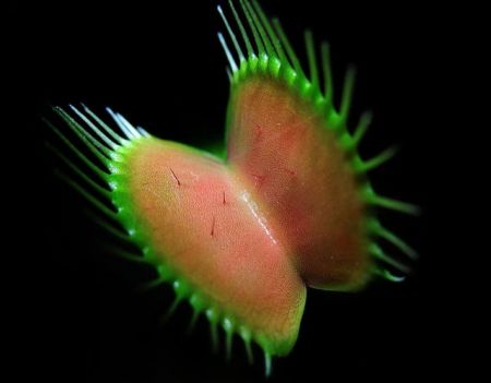 Το σαρκοφάγο φυτό που ξέρει να μετράει