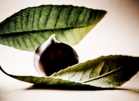 Το θαύμα της καστανιάς