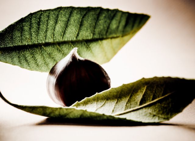 Το θαύμα της καστανιάς