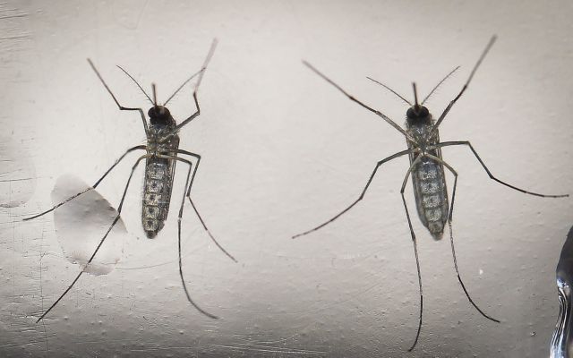 ΠΟΥ: «Μεταλλαγμένα» κουνούπια θα μπορούσαν να τα βάλουν με τον Ζίκα