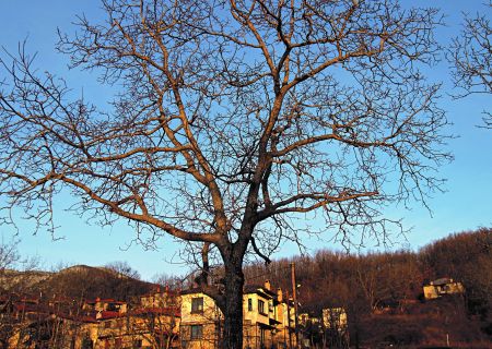 Τα ρόδα της Πιερίας