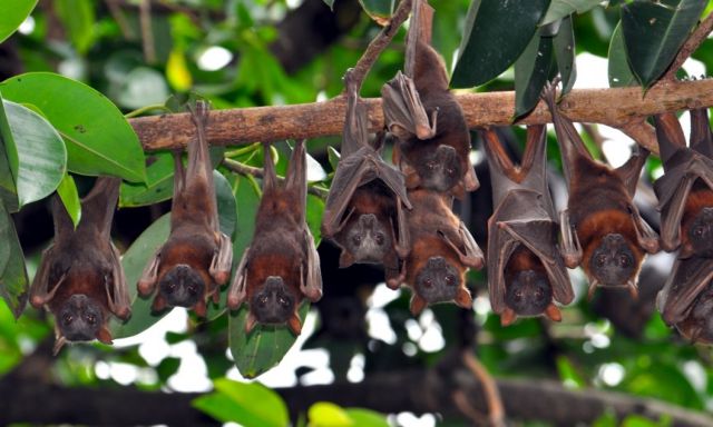 Κανείς δεν νοιάζεται για τα άσχημα ζώα
