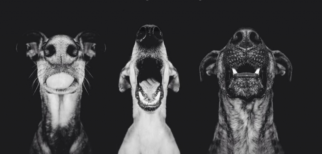 Και όμως, οι σκύλοι έχουν φωνή