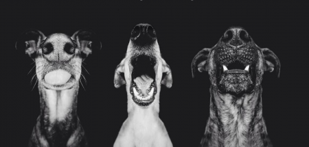 Και όμως, οι σκύλοι έχουν φωνή