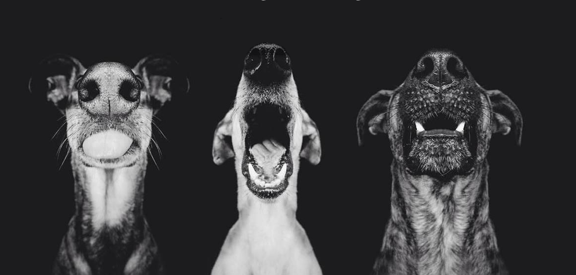 Και όμως, οι σκύλοι έχουν φωνή