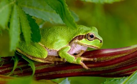 Φονικός μύκητας χαρίζει σεξαπίλ στα θύματά του