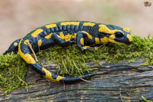 Αναγεννώντας ιστούς όπως η σαλαμάνδρα