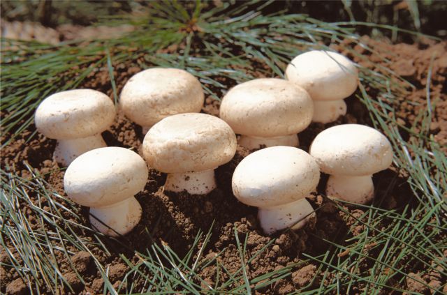 «Μεταλλαγμένο» μανιτάρι αποφεύγει το ρυθμιστικό πλαίσιο στις ΗΠΑ