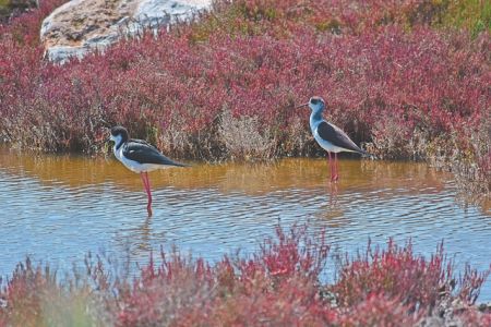 Ενεση 1,1 δισ. ευρώ στην ελληνική φύση