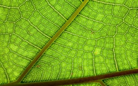 Φωτοσύνθεση και… φωτοαποσύνθεση!