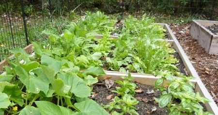 Δημιουργήστε το δικό σας λαχανόκηπο με τη στήριξη του ΑΠΘ