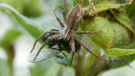 Αρσενικές αράχνες προσφέρουν γαμήλια δώρα για να αποφύγουν τον κανιβαλισμό