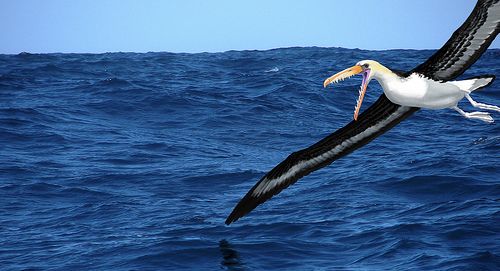 «Πελαγόρνιθες» με φτερά 6 μ. τρομοκρατούσαν την Ανταρκτική