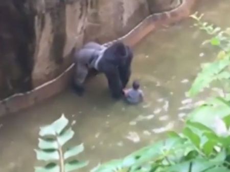 Σκότωσαν γορίλα όταν τετράχρονος έπεσε στην τάφρο του