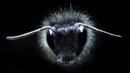 Πώς οι μέλισσες αντιλαμβάνονται τα ηλεκτρικά πεδία των λουλουδιών