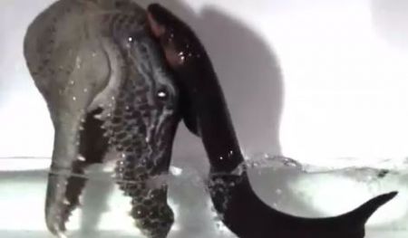 Ηλεκτροφόρο χέλι επιτίθεται σε «κροκόδειλο»