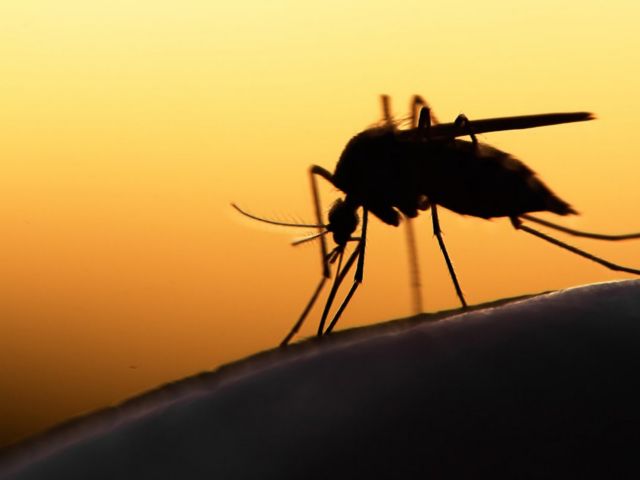 ΠΙΣ: Πιθανή αύξηση των κρουσμάτων ελονοσίας τον Σεπτέμβριο | tovima.gr