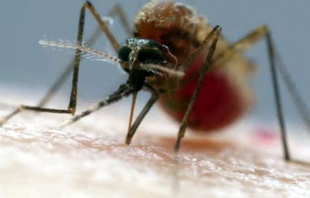 Με έξι βελόνες τα κουνούπια μας πίνουν το αίμα
