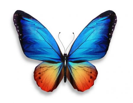 Τα φωτονικά μυστικά της πεταλούδας
