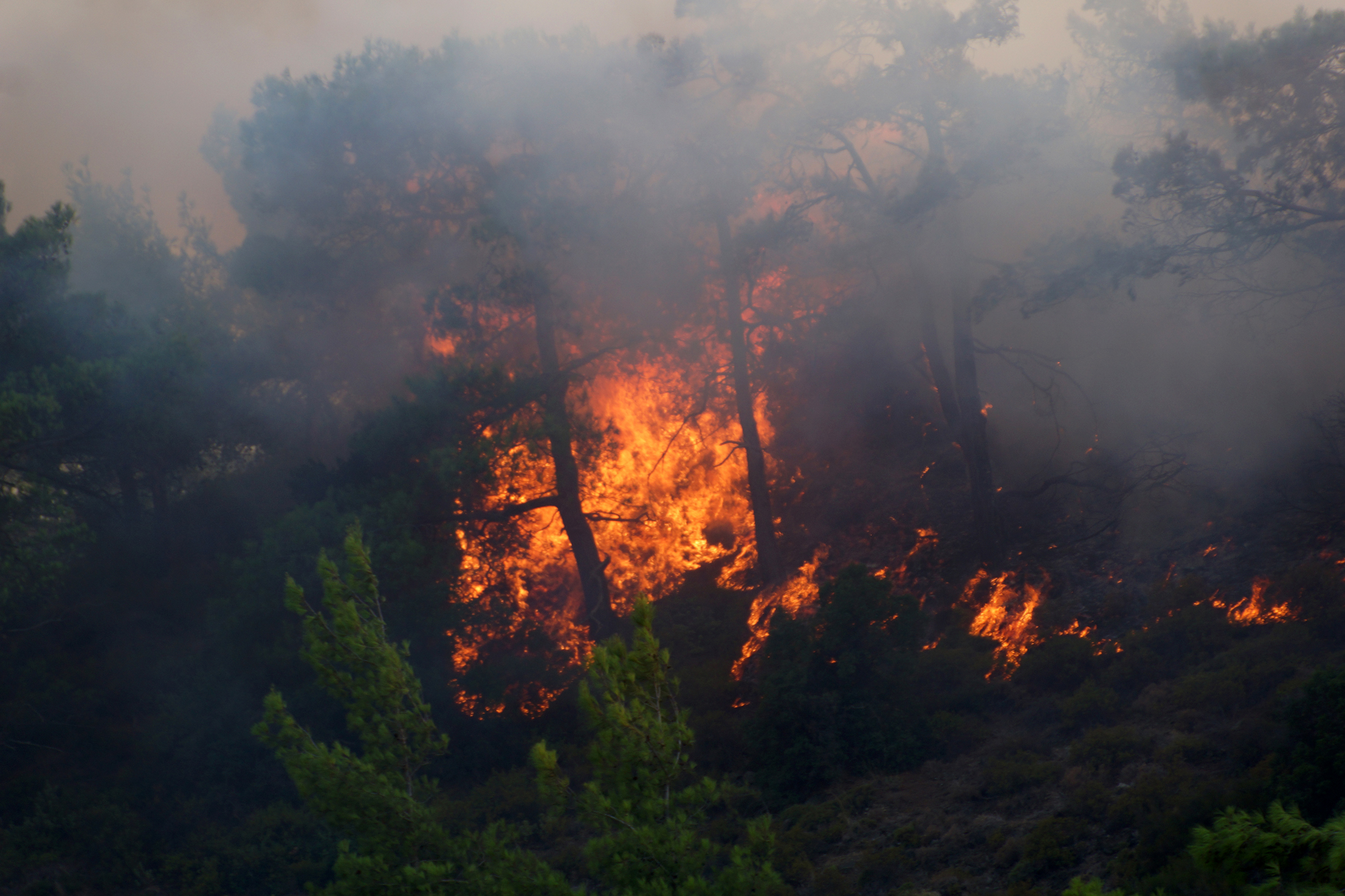 Fire Brigade tackling major forest fires in Ilia, Viotia and Evia