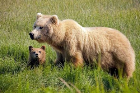 Θηλυκές αρκούδες «προστατεύουν τα μικρά τους με ανθρώπινες ασπίδες»