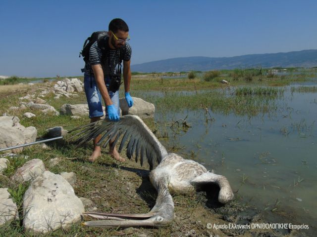 Μικρόβιο σκότωσε τα πτηνά στην Κάρλα