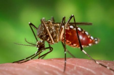 «Θετικά αποτελέσματα» σε πείραμα με γενετικά τροποποιημένα κουνούπια